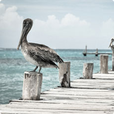 在线呼叫网页版